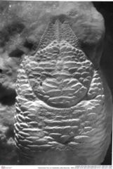 Historisches Foto von Galatheites zitteli (Moericke, 1889) (NHMW-AFW-GEO-BACHMAYER-FOTO-1990-0041-0286)